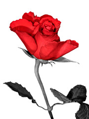 Eine rote Rose mit schwarzem Stiel