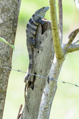 Spiny tailed iguana on a fence post in Puntarenas, Costa Rica