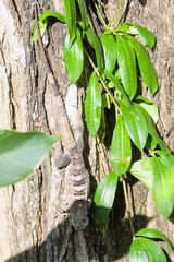 Spiny tailed iguana in a tree in the Carara National Park in Costa Rica