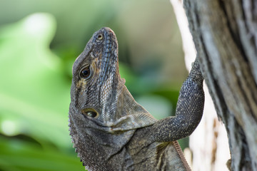 Spiny tailed iguana in a tree in the Carara National Park in Costa Rica