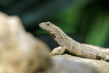 Young spiny tailed iguana on a rock in the Carara National Park in Costa Rica