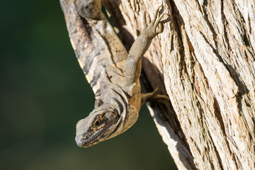 Spiny tailed iguana in a tree in the Carara National Park in Costa Rica