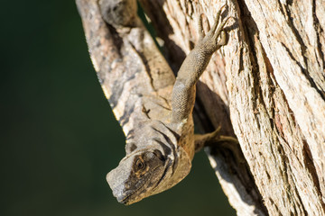 Spiny tailed iguana in a tree in the Carara National Park in Costa Rica