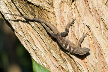 Spiny tailed iguana in a tree in the Carara National Park in Costa Rica