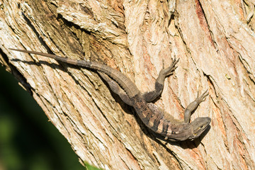 Spiny tailed iguana in a tree in the Carara National Park in Costa Rica