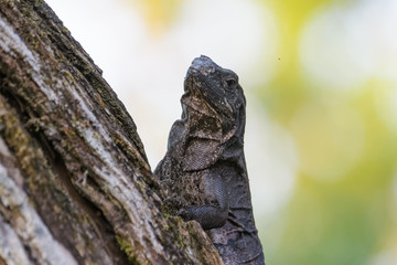 Spiny tailed iguana in a tree in the Carara National Park in Costa Rica
