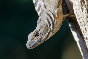 Spiny tailed iguana in a tree in the Carara National Park in Costa Rica