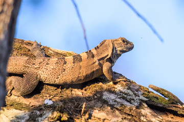Spiny tailed iguana in a tree in the Carara National Park in Costa Rica
