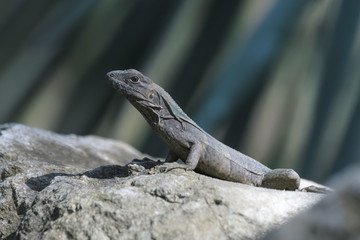 Young spiny tailed iguana on a rock in the Carara National Park in Costa Rica