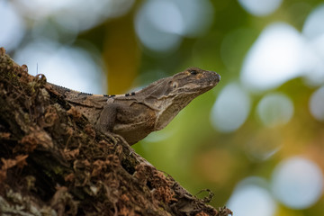 Spiny tailed iguana in a tree in the Carara National Park in Costa Rica
