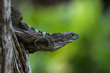 Spiny tailed iguana in a tree in the Carara National Park in Costa Rica
