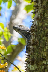 Spiny tailed iguana in a tree in the Carara National Park in Costa Rica