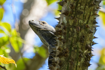 Spiny tailed iguana in a tree in the Carara National Park in Costa Rica