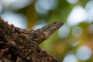 Spiny tailed iguana in a tree in the Carara National Park in Costa Rica