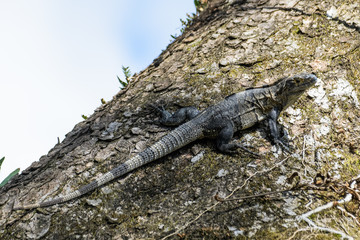 Spiny tailed iguana in a tree in the Carara National Park in Costa Rica