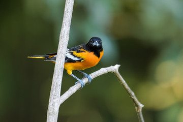 Baltimore oriole in a tree in the Carara National Park in Costa Rica