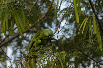 Yellow naped amazon parrot eating from a tree in the Carara National Park in Costa Rica