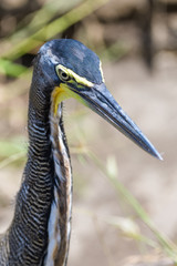 Tiger heron in the Tarcoles River in Costa Rica