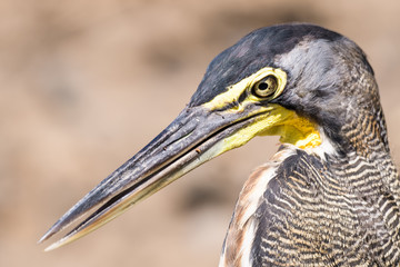 Tiger heron in the Tarcoles River in Costa Rica