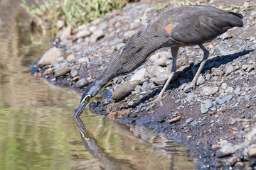 Tiger heron in the Tarcoles River in Costa Rica