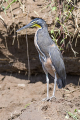 Tiger heron in the Tarcoles River in Costa Rica