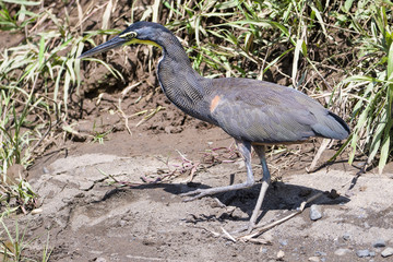 Tiger heron in the Tarcoles River in Costa Rica