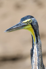 Tiger heron in the Tarcoles River in Costa Rica