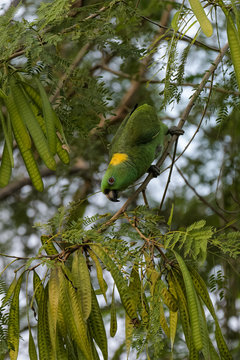 Yellow naped amazon parrot eating from a tree in the Carara National Park in Costa Rica
