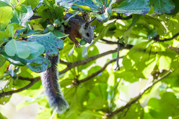 Variegated squirrel in an almond tree in the Carara National Park in Costa Rica