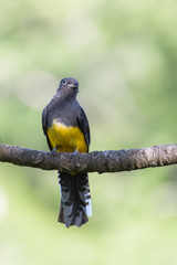 Black throated trogon in a tree in the Carara National Park in Costa Rica