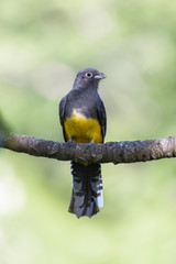 Black throated trogon in a tree in the Carara National Park in Costa Rica
