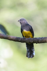 Black throated trogon in a tree in the Carara National Park in Costa Rica
