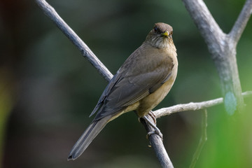 Clay colored thrush in a tree in the Carara National Park in Costa Rica