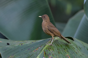 Clay colored thrush on a banana plant in Puntarenas, Costa Rica