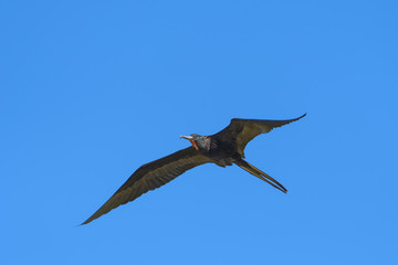 Great frigate flying in front of a blue sky over the Tarcoles river in Costa Rica
