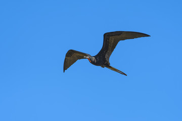 Great frigate flying in front of a blue sky over the Tarcoles river in Costa Rica
