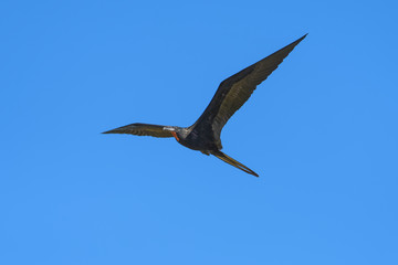 Great frigate flying in front of a blue sky over the Tarcoles river in Costa Rica