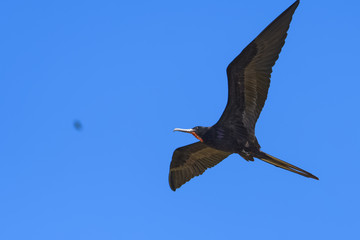 Great frigate flying in front of a blue sky over the Tarcoles river in Costa Rica
