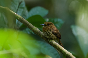 White whiskered puffbird sitting in a tree in the Carara National Park in Costa Rica