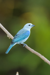 Blue-Gray Tanager in a tree in the Carara National Park in Costa Rica