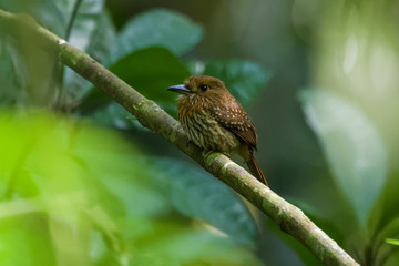 White whiskered puffbird sitting in a tree in the Carara National Park in Costa Rica