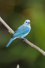 Blue-Gray Tanager in a tree in the Carara National Park in Costa Rica