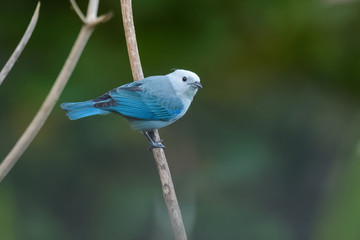 Fototapeta premium Blue-Gray Tanager in a tree in the Carara National Park in Costa Rica