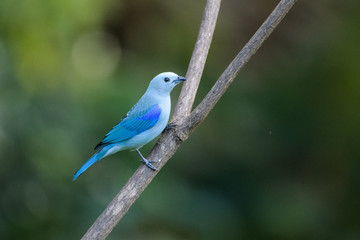 Blue-Gray Tanager in a tree in the Carara National Park in Costa Rica