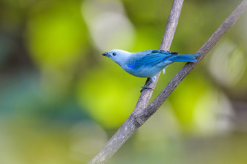 Blue-Gray Tanager in a tree in the Carara National Park in Costa Rica