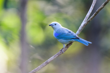 Blue-Gray Tanager in a tree in the Carara National Park in Costa Rica