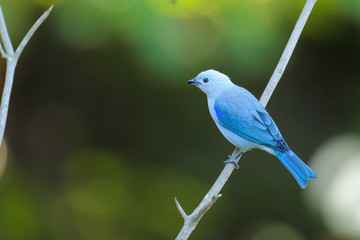 Obraz premium Blue-Gray Tanager in a tree in the Carara National Park in Costa Rica