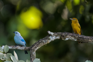 White lined and blue gray tanager in a tree in the Carara National park in Costa Rica