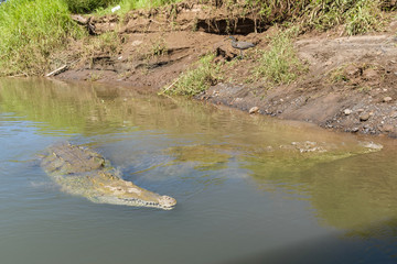 Male and female american crocodile in the Tarcoles River in Costa Rica