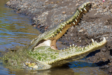 American Crocodile in the Tarcoles River in Costa Rica